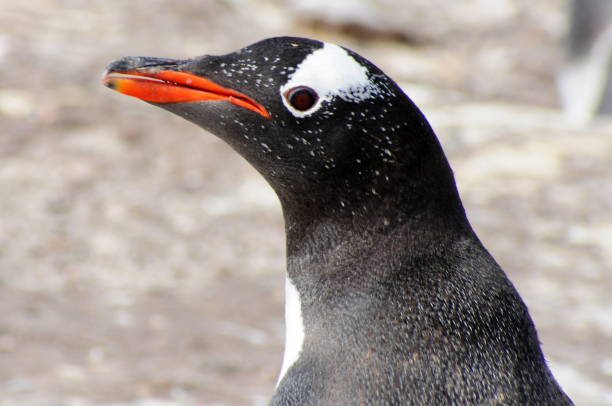 gentoo penguin, isla saunders, islas malvinas - nobody beak animal head penguin fotografías e imágenes de stock