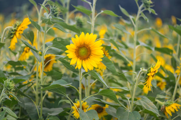 einer von vielen - sonnenblumen bereit zur ernte - yarramalong stock-fotos und bilder