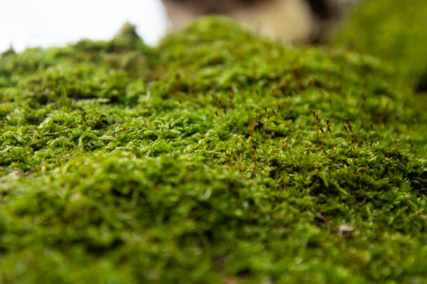 istock Old forest and good weather. 1216919489