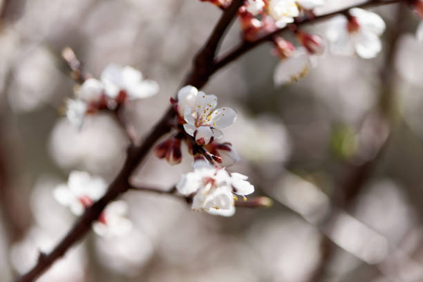 istock Flowering white flowers of tree branch. 1216920935