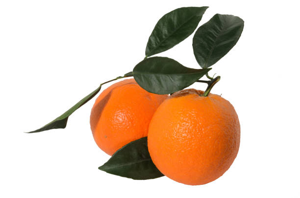 istock Two orange on a branch with leaves Isolated on a white background 1216921862