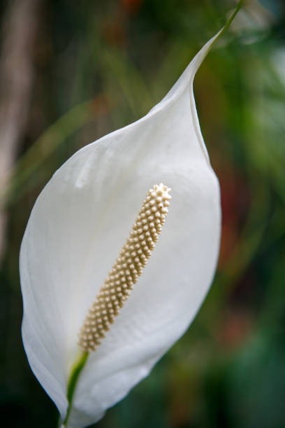 les plantes et les fleurs de jardin botanique rare fleurissent en saison printanière - anthurium flower formal garden tropical climate photos et images de collection