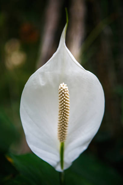 les plantes et les fleurs de jardin botanique rare fleurissent en saison printanière - anthurium flower formal garden tropical climate photos et images de collection