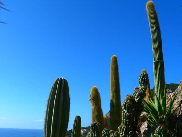 istock Cactus, exotic garden of Monaco 1216922790