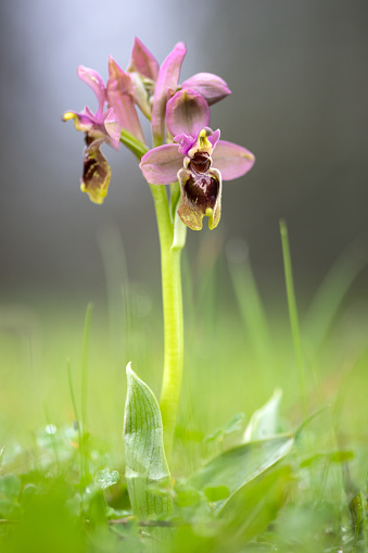sawfly orchid - Ophrys tenthredinifera