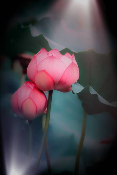 istock Lotus blooming in summer 1216924009