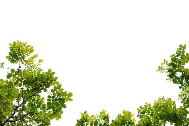 istock Tropical tree leaves on white isolated background for green foliage backdrop 1216924118
