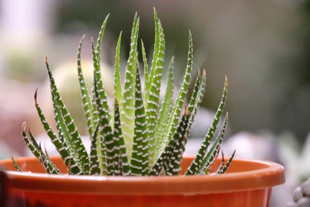 in selective focus of harworthia or zebra cactus flower growing in a brown pot - mammillaria cactus imagens e fotografias de stock