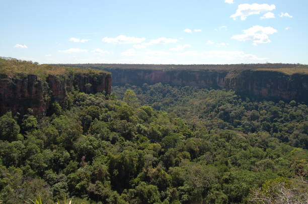 Mata Atlantica - Atlantic Forest in Brazil