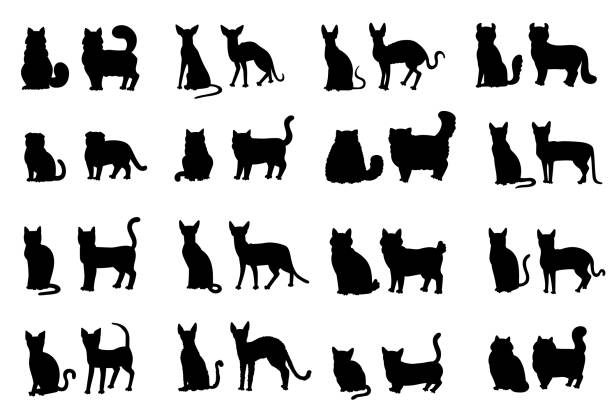 ilustraciones, imágenes clip art, dibujos animados e iconos de stock de silueta cara de gato y perfil. el conjunto vectorial genera ilustraciones aisladas de contorno. - longhair cat