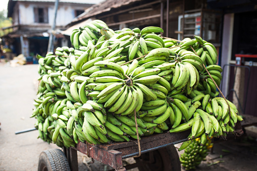 Kerala, India-January 29, 2019. Bananas are loaded into the back of a truck, at a local market. Different types of bananas are the main product on the Indian market