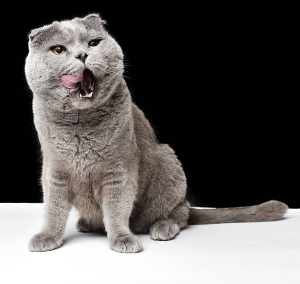 istock Gray cat portrait with open mouth licking face and copy space on black background 1216925497