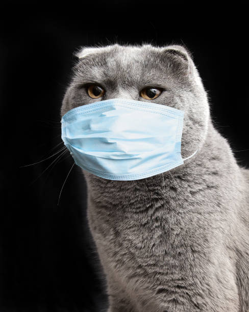 istock Grey cat in a protective medical mask 1216925502