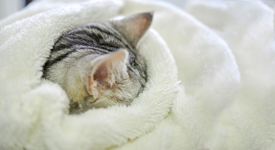 Cat sleeping on a blanket