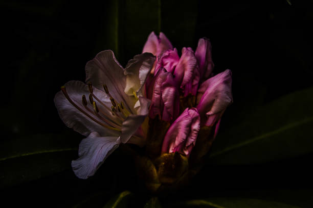 istock Flower in the darkness 1216925774