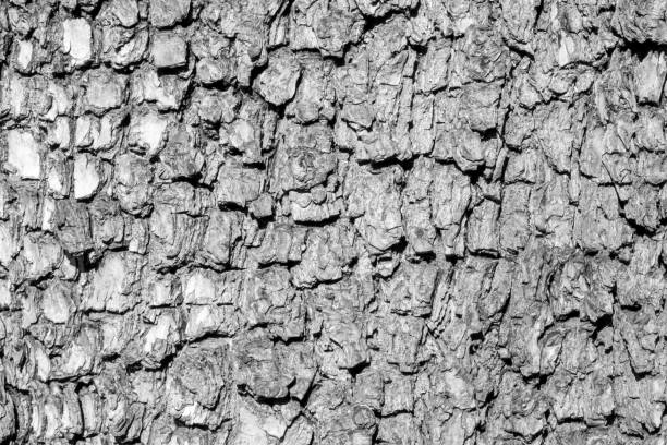 istock pear bark with visible texture. black and white photo 1216926622