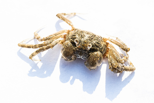 crab. Sand crab in white background