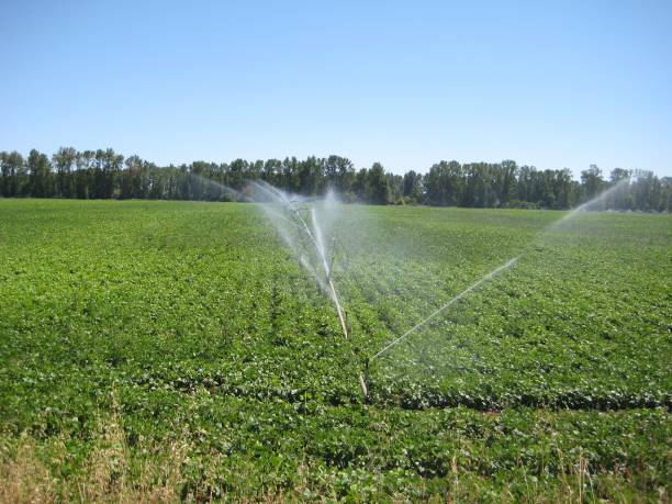 istock a field in which sprinklers run. 1216927122