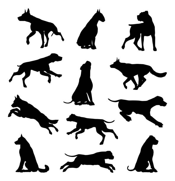 Dog Silhouettes Animal Set A set of detailed animal silhouettes of a pet dog pitbull graphic stock illustrations