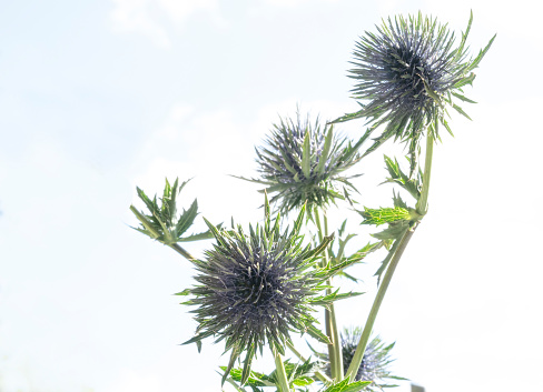Seedheads of fullers teasel under blue sky. Dry flowers of Dipsacus fullonum, Dipsacus sylvestris, is a species of flowering plant known by the common name wild teasel.