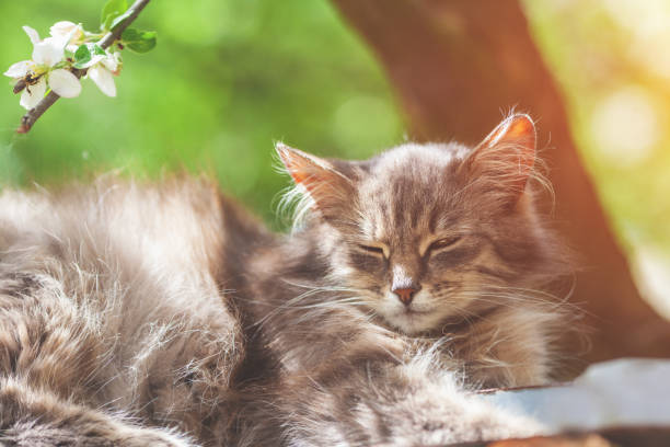 Siberian cat lying in the spring orchard. Longhair cat outdoors in spring