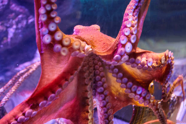 istock Close up shot of an octopus 1216929364