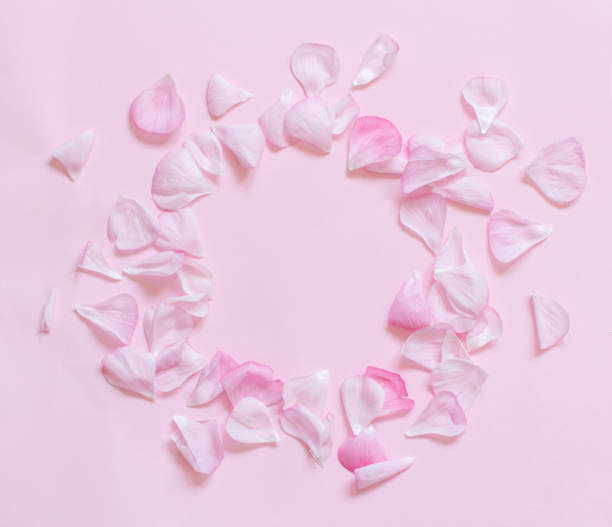 istock Pink petals frame on a light pink  background top view 1216931809