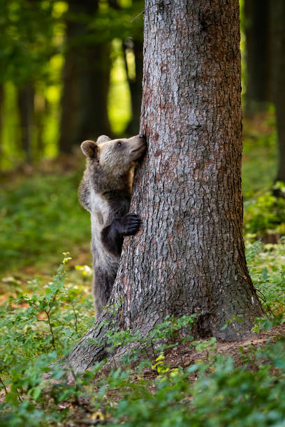 istock Funny brown bear hiding behind a big tree in forest in springtime. 1216932081