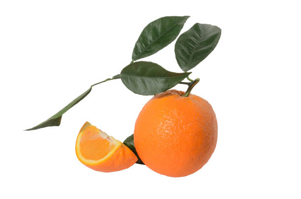 istock Orange on a branch with leaves Isolated on a white background 1216932113