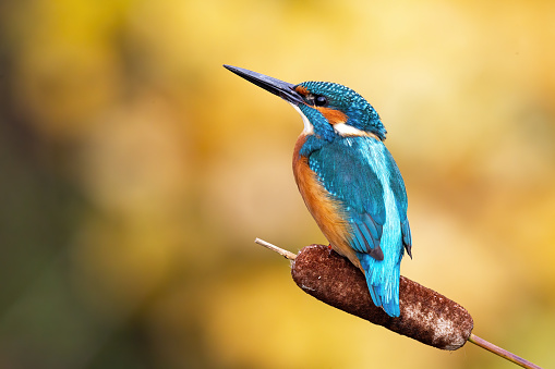 Interested common kingfisher, alcedo atthis, perched in nature from back view. Attractive male bird with bright blue plumage looking sideways in spring wilderness.