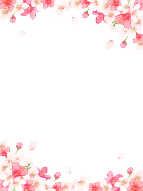 ilustrações de stock, clip art, desenhos animados e ícones de cherry blossom frame (vector) - frame flower ornamental garden beauty in nature