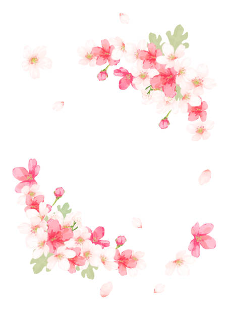 ilustrações de stock, clip art, desenhos animados e ícones de cherry blossom frame (vector) - frame flower ornamental garden beauty in nature