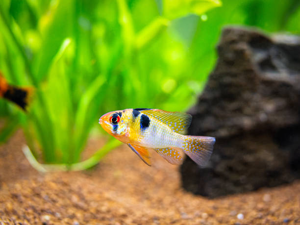 istock ram cichlid (Mikrogeophagus ramirezi) in a fish tank with blurred background 1216932853
