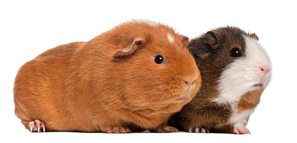 istock Guinea pigs, nine months old, white background. 121693288