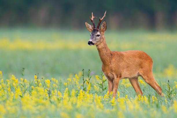 istock Male roe deer standing in open landscape with flowers from low angle 1216933256