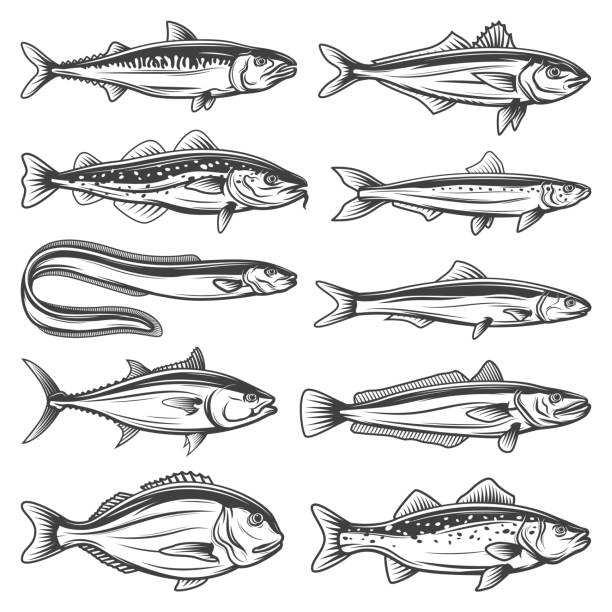 ilustraciones, imágenes clip art, dibujos animados e iconos de stock de animales marinos, especies de peces del océano perfilan iconos establecidos - merluza