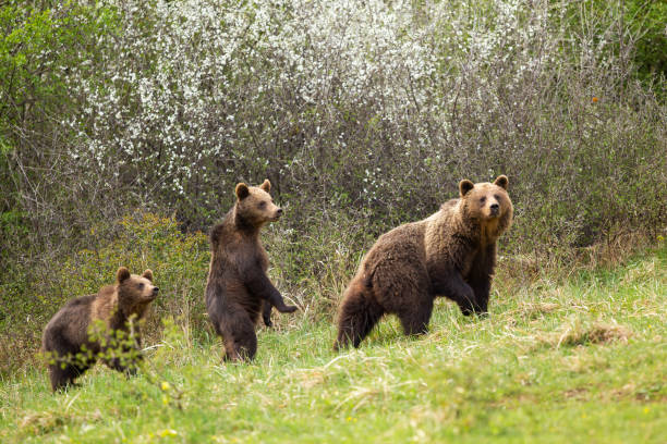 Two Brown Bear (Ursus arctos) cubs stand in withered grass shiny with evening light.