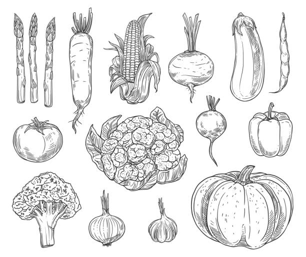 Farm vegetables sketches, vector set Farm vegetables vector sketches. Cauliflower, tomato and broccoli, bell pepper and beet, radish and bean, corn and garlic, asparagus, zucchini and pumpkin, carrot and eggplant isolated vegetables engraving food onion engraved image stock illustrations