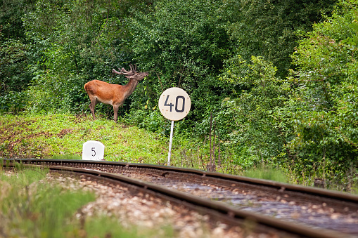 Red deer stag feeding near railway with sign in summer. Mammal grazing by train transportation track with copy space. Concept of danger of animal wildlife crossing railroads.