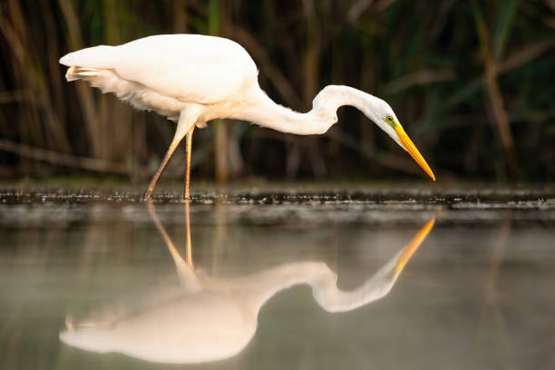 istock Reflection of great egret hunting on water surface at sunset. 1216933537