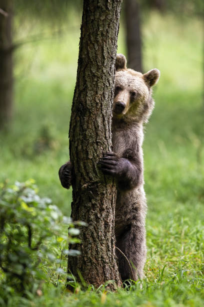Shy brown bear hiding behind a tree in summer forest with green grass.