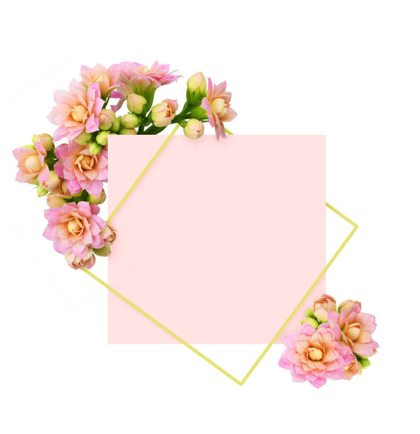 Pink calanchoe flowers and buds in a corner arrangements with card and frame Pink calanchoe flowers and buds in a corner arrangements with card and frame isolated on white background calanchoe stock pictures, royalty-free photos & images