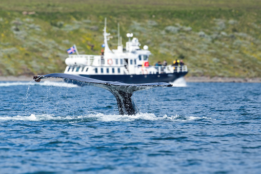 Traveling boat with tourists watching humpback whale, megaptera novaeangliae, breaching sea surface, Akureyri, Iceland. Flukes of huge marine mamma splashing water. Concept of natural ecotourism.
