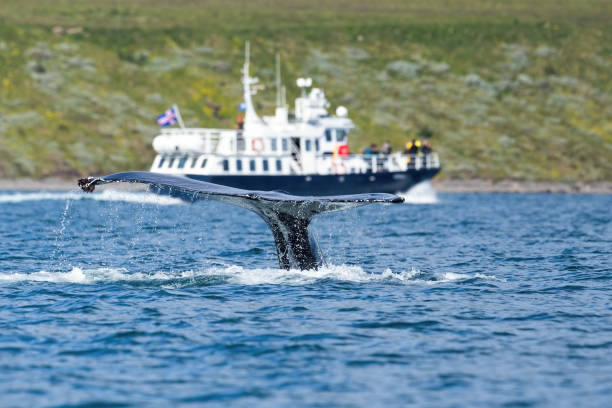 Traveling boat watching humpback whale breaching sea surface Traveling boat with tourists watching humpback whale, megaptera novaeangliae, breaching sea surface, Akureyri, Iceland. Flukes of huge marine mamma splashing water. Concept of natural ecotourism. iceland whale stock pictures, royalty-free photos & images