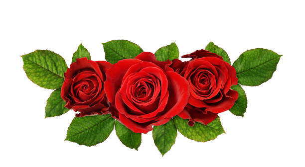 istock Red rose flowers in a floral arrangement 1216933807
