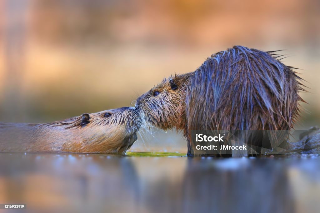 Two nutrias touching with noses and seemingly kissing in water Two nutria, myocastor coypus,s touching with noses and seemingly kissing in water from low angle view. Concept of animal couple in love. Wild rodents smelling each other. Nutria Stock Photo