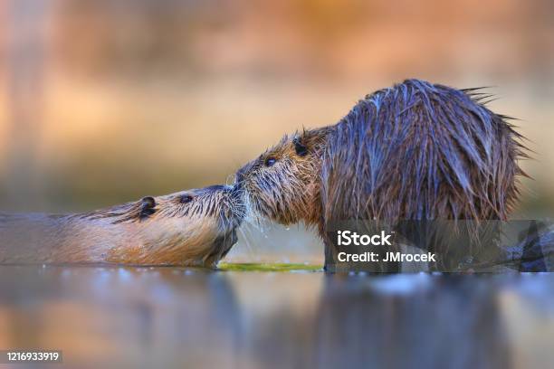 Two Nutrias Touching With Noses And Seemingly Kissing In Water Stock Photo - Download Image Now