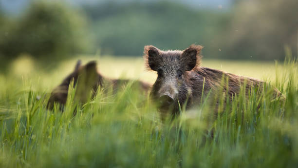 Wild boars feeding on green grain field in summer. Wild boars feeding on green grain field in summer. Wild pig hiding in agricultural country copy space. Vertebrate grazing in summertime with blurred background. boar stock pictures, royalty-free photos & images
