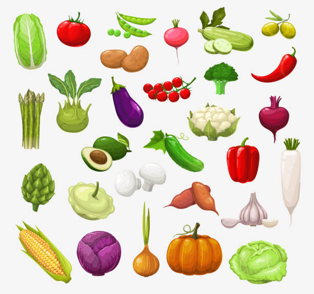 Vector isolated vegetables and salads Vector vegetables and salads. Tomato, pepper and broccoli, onion and pea, cabbage and zucchini, chilli, garlic and radish, cauliflower, mushroom and pumpkin, corn, olives, eggplant and avocado fruit clipart stock illustrations