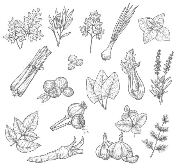 szkice ziół, przypraw i przypraw - herb cooking garlic mint stock illustrations